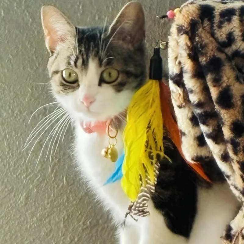 An adult medium-sized female Brown / Chocolate Domestic Short Hair cat named Millie C for adoption in Princeton, MN