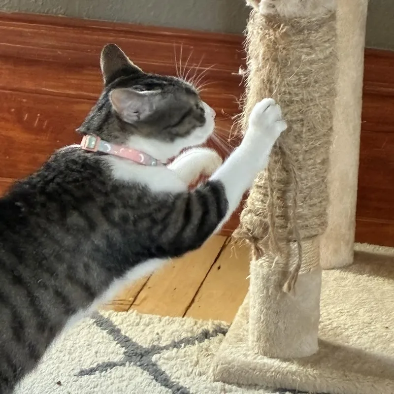 Millie C thumbnail 4