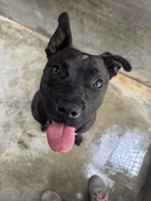 An adult large-sized female Pit Bull Terrier dog named Chaparra for adoption in Los Angeles, CA