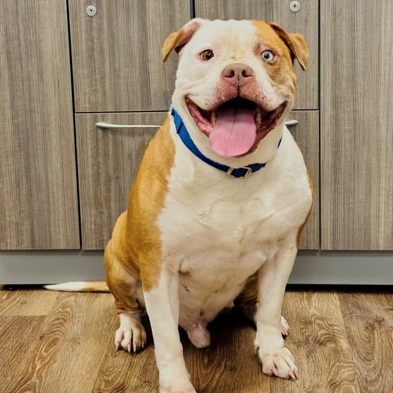 An adult medium-sized male Apricot / Beige Pit Bull Terrier dog named Bruce for adoption in Syosset, NY