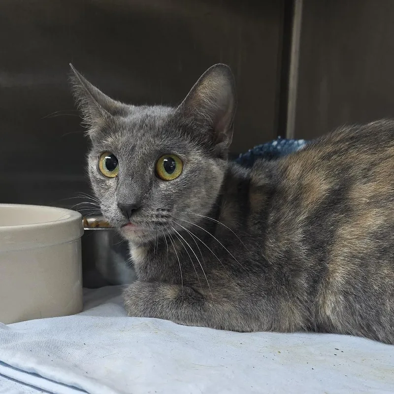 A young small-sized female Tortoiseshell Domestic Short Hair cat named Stally for adoption in Yanceyville, NC
