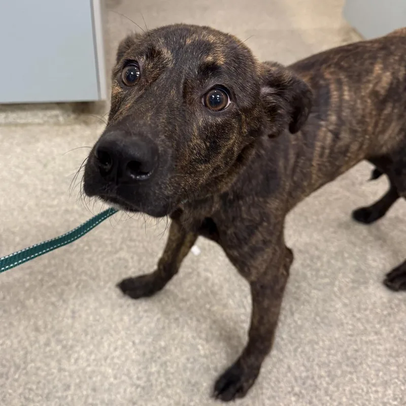 A young medium-sized female Brindle Mixed Breed dog named Chamberlain for adoption in Jacksonville, FL