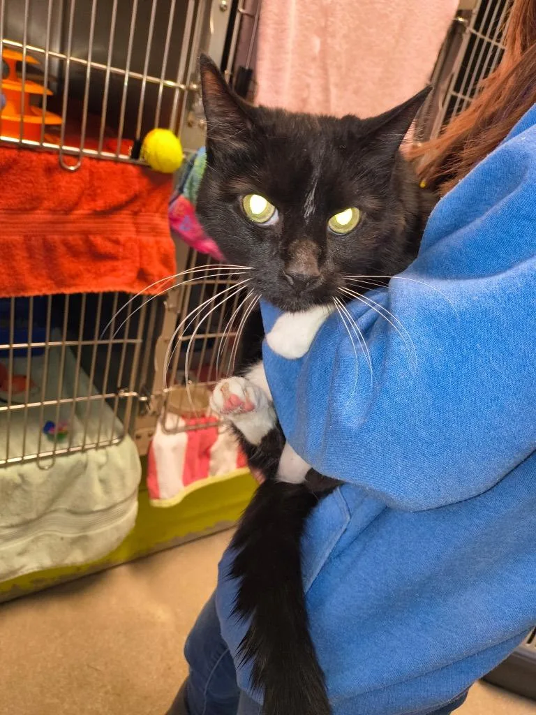 A senior small-sized male Domestic Medium Hair cat named Clyde for adoption in Berlin, MD