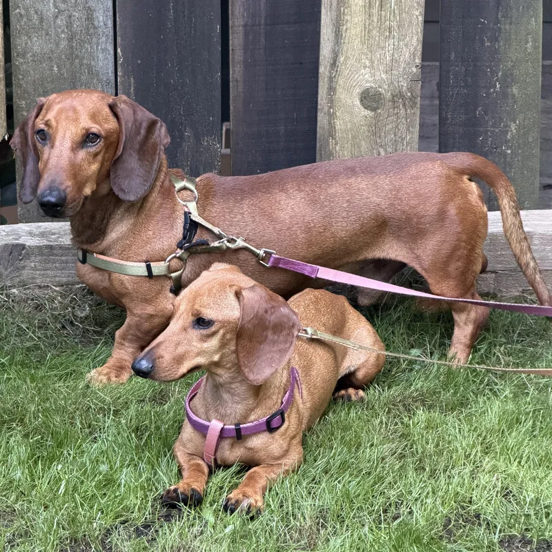 A young small-sized female Golden Dachshund dog named Ms. Gorgeous Feri & for adoption in Ridgefield, WA