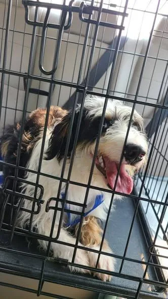 An adult medium-sized female Border Collie dog named Juniper for adoption in Newport, KY