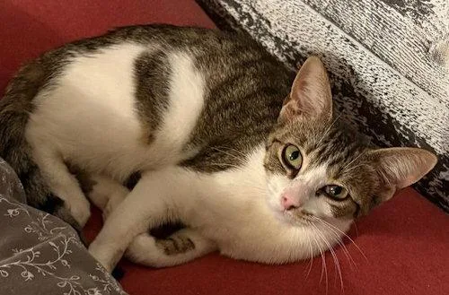 A young medium-sized male Gray & White Domestic Short Hair cat named Peper PSP for adoption in Oakland Park, FL