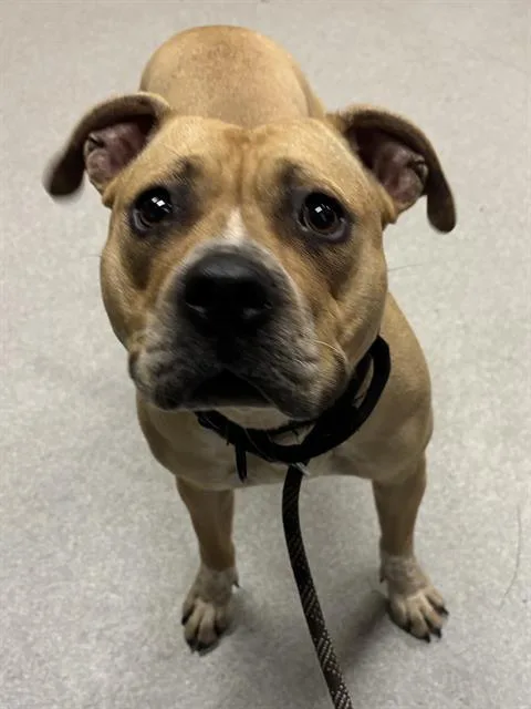 A young large-sized female Pit Bull Terrier dog named Honey for adoption in Indianapolis, IN