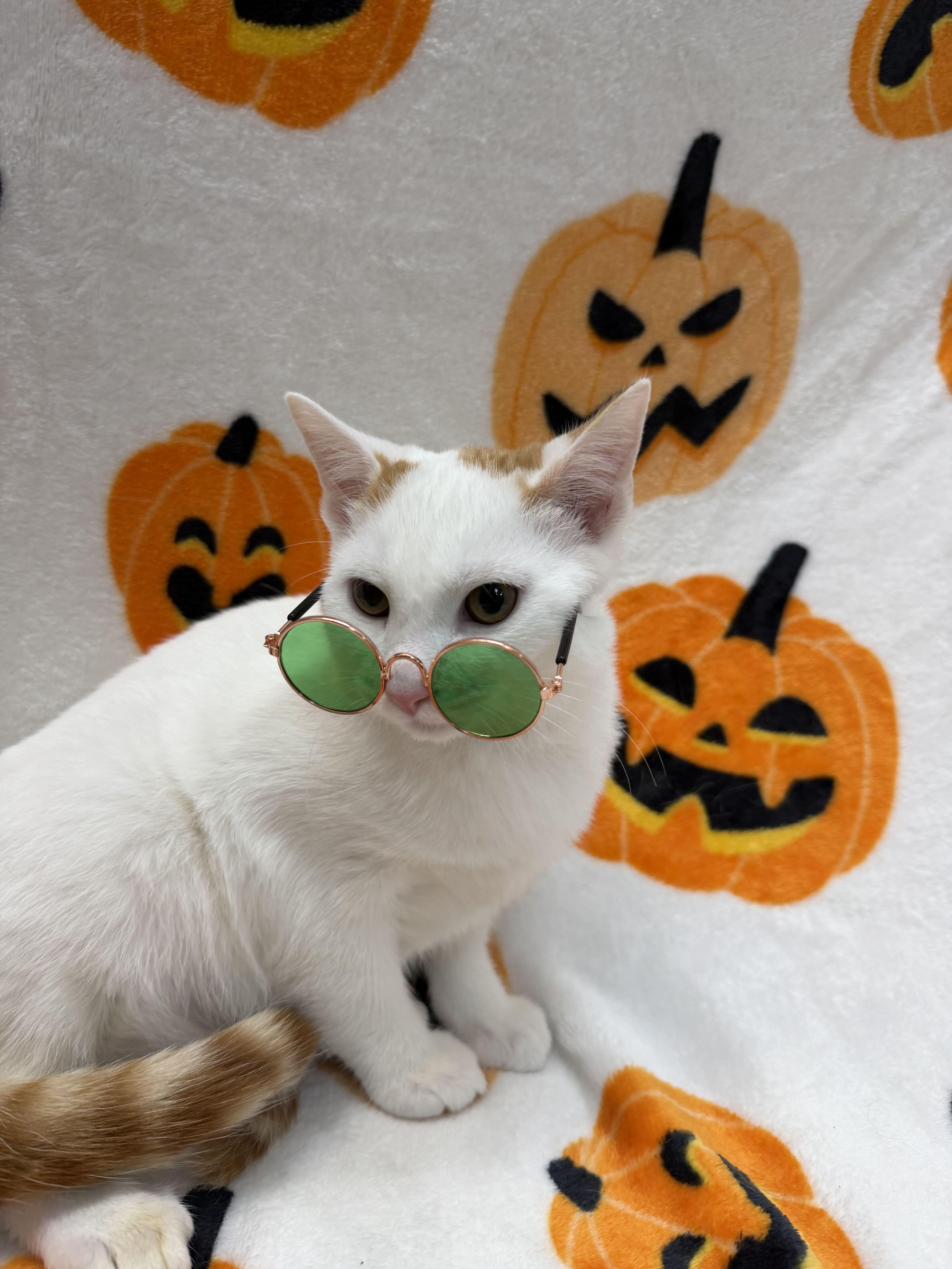 A baby medium-sized male Orange & White Domestic Short Hair cat named Remy for adoption in Columbus, OH