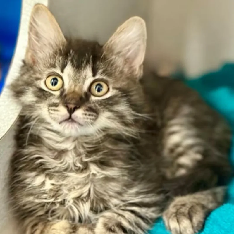 Precious