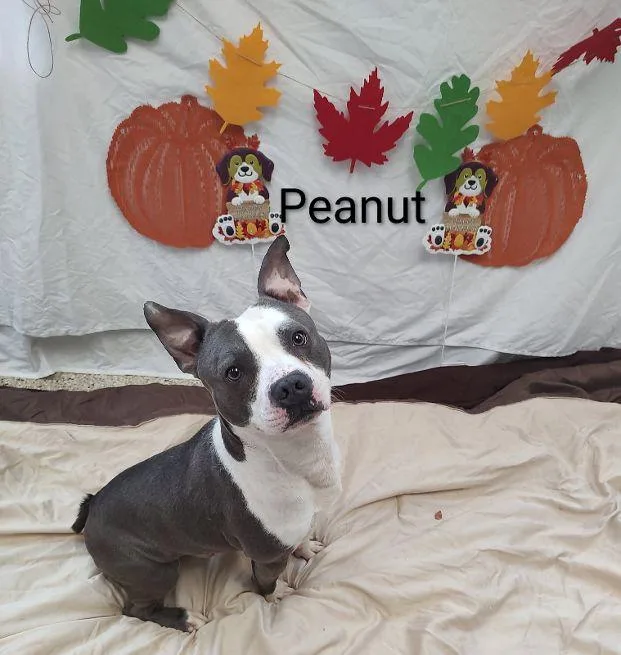 An adult medium-sized male Gray / Blue / Silver Terrier dog named Peanut for adoption in Cape May Court House, NJ