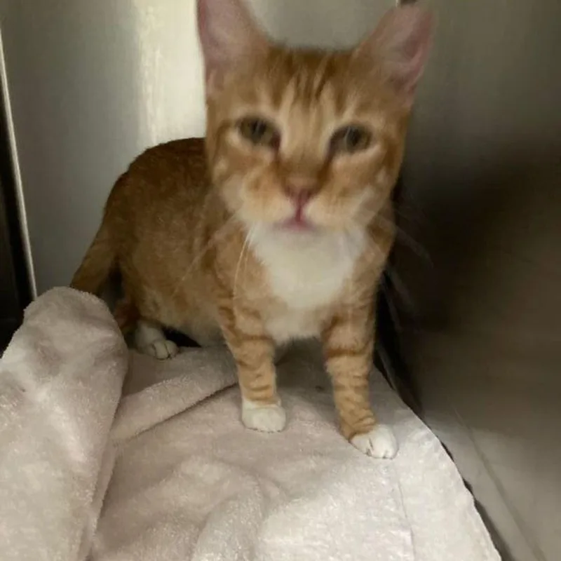 An adult medium-sized female Domestic Short Hair cat named Crunch for adoption in Lake Havasu City, AZ