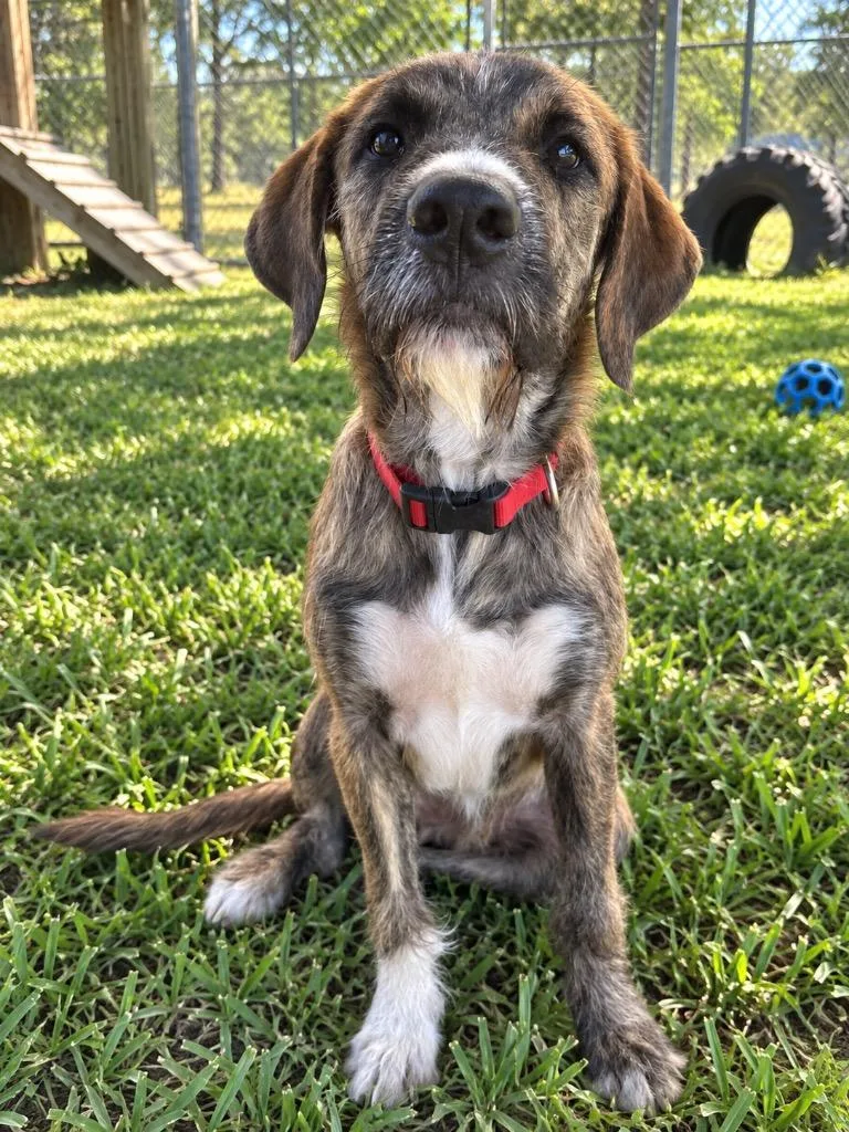 A baby medium-sized male Golden Retriever dog named Bluto for adoption in Marianna, FL