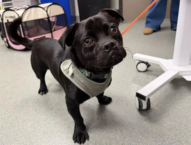 A young small-sized male Chihuahua dog named Blimp for adoption in Ontario, CA