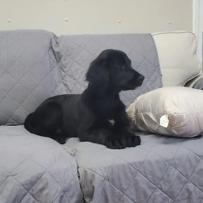 A baby medium-sized female Black Labrador Retriever dog named Lana for adoption in Farmington, MO