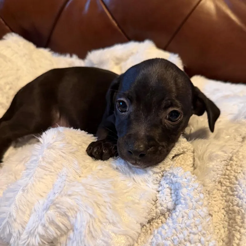 A baby medium-sized male Black Terrier dog named Nick for adoption in Sacramento, CA