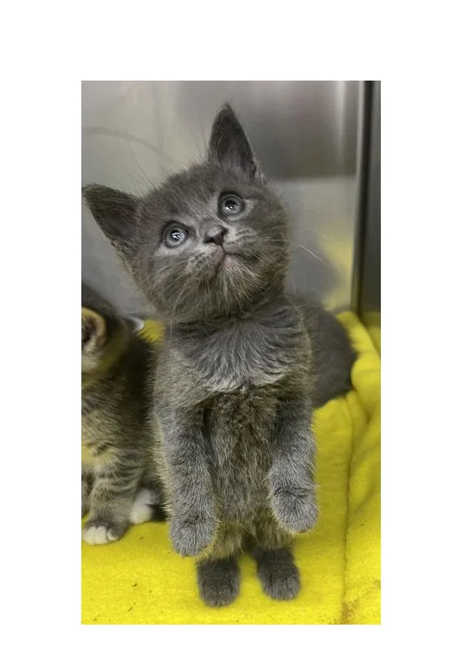 A baby small-sized male Gray / Blue / Silver Domestic Short Hair cat named Smokie for adoption in Bishop, GA