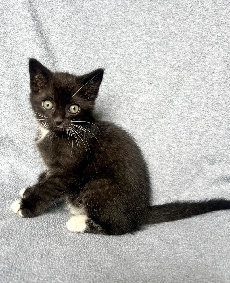 A baby medium-sized male Domestic Short Hair cat named Clyde for adoption in St. Ignace, MI