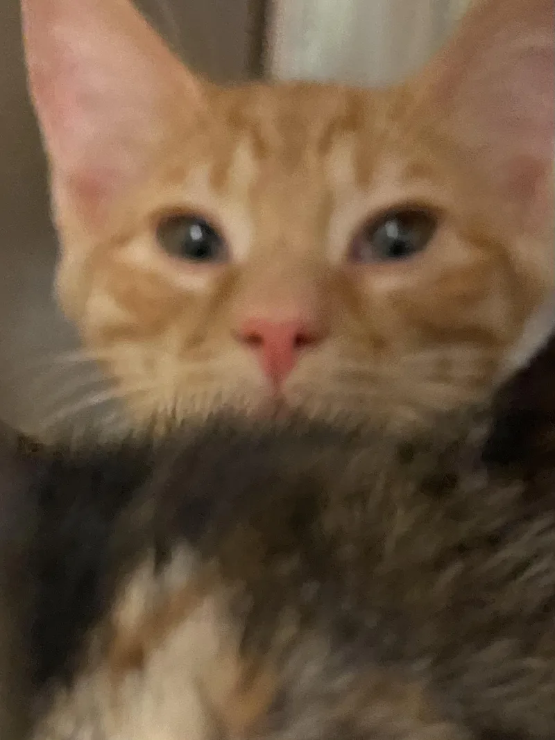 A young medium-sized male Orange / Red Tabby cat named Mad hatter for adoption in Stanwood, WA
