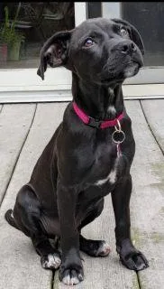 A baby medium-sized female Black Mixed Breed dog named Koozie for adoption in Schaumburg, IL