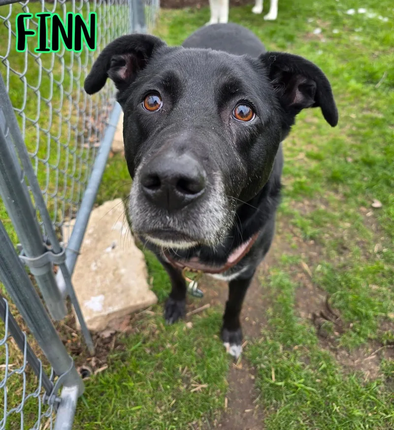 An adult large-sized male Black Labrador Retriever dog named Finn for adoption in Elburn, IL