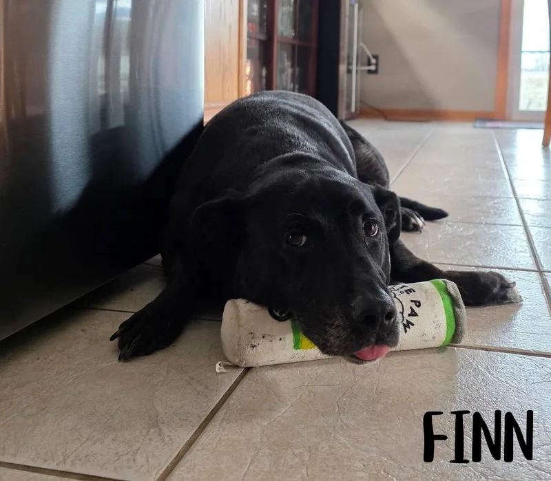 Finn thumbnail 2