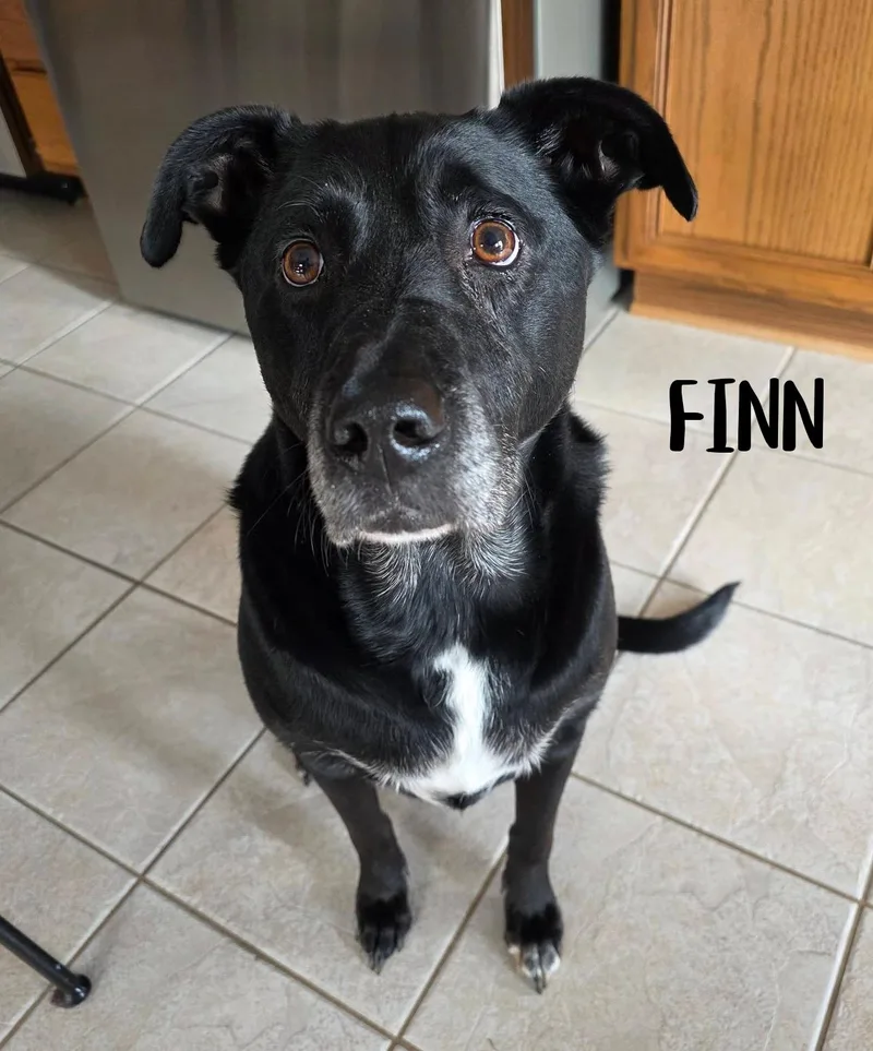 Finn thumbnail 3