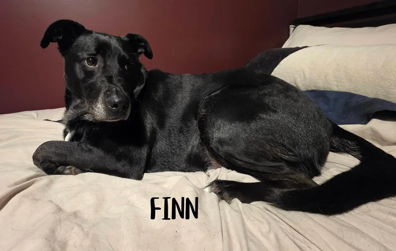 Finn thumbnail 4