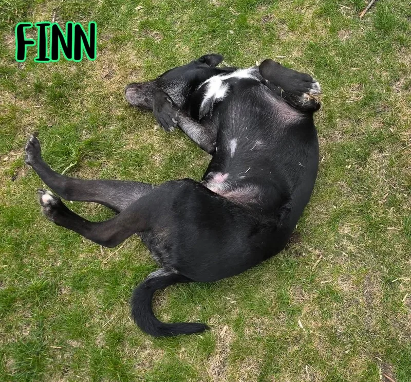 Finn thumbnail 5