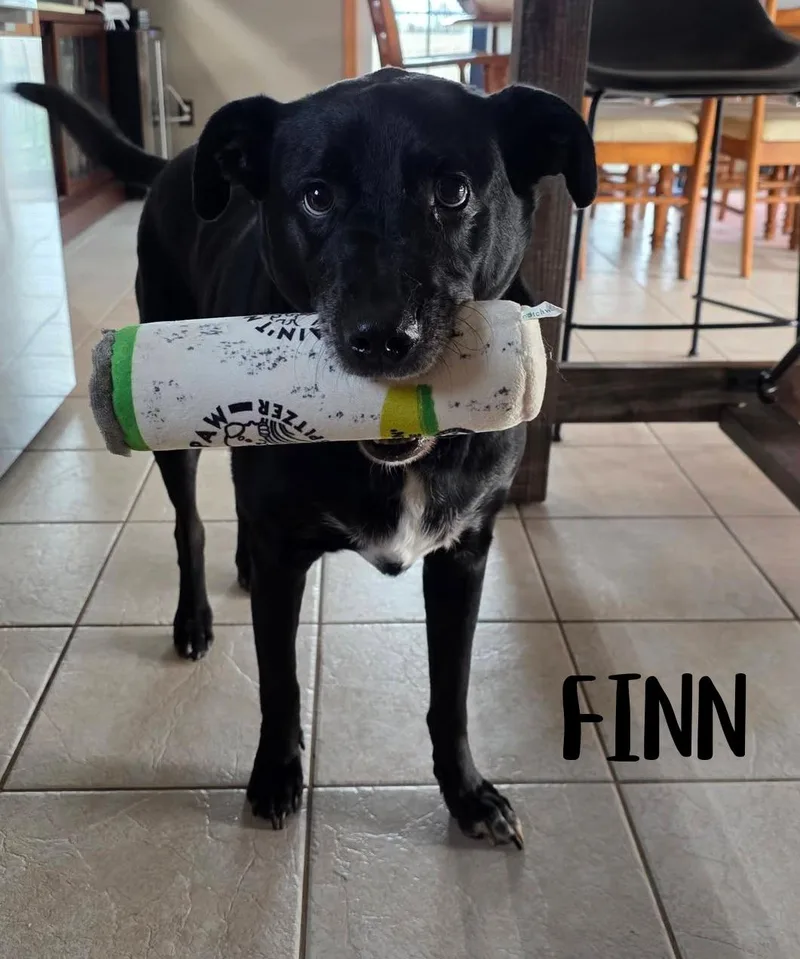 Finn thumbnail 6