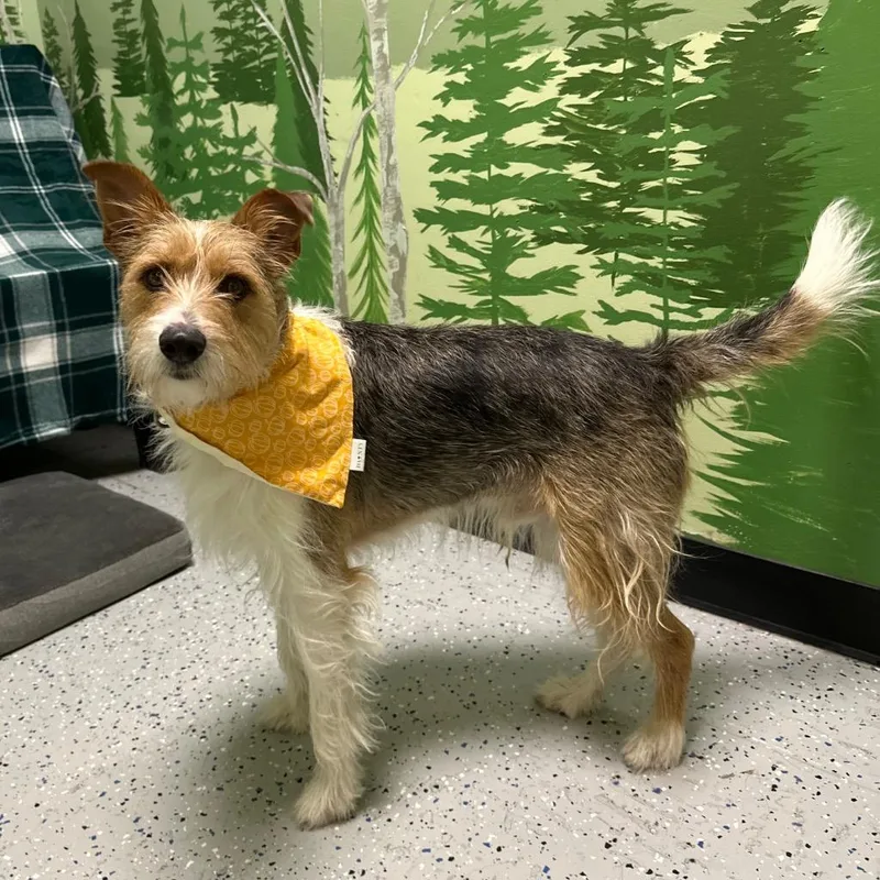 A young medium-sized male Terrier dog named Charlie Brown for adoption in Logan, UT