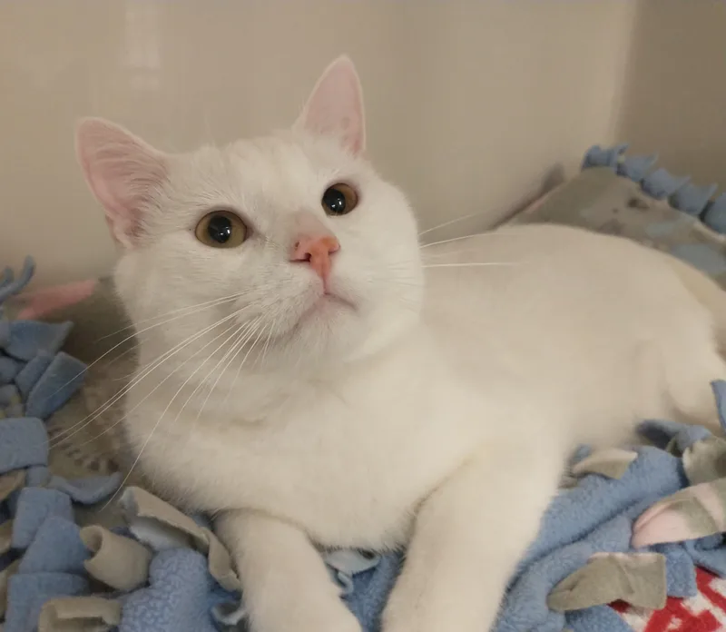 A young medium-sized male White Domestic Short Hair cat named Nala for adoption in Tomah, WI