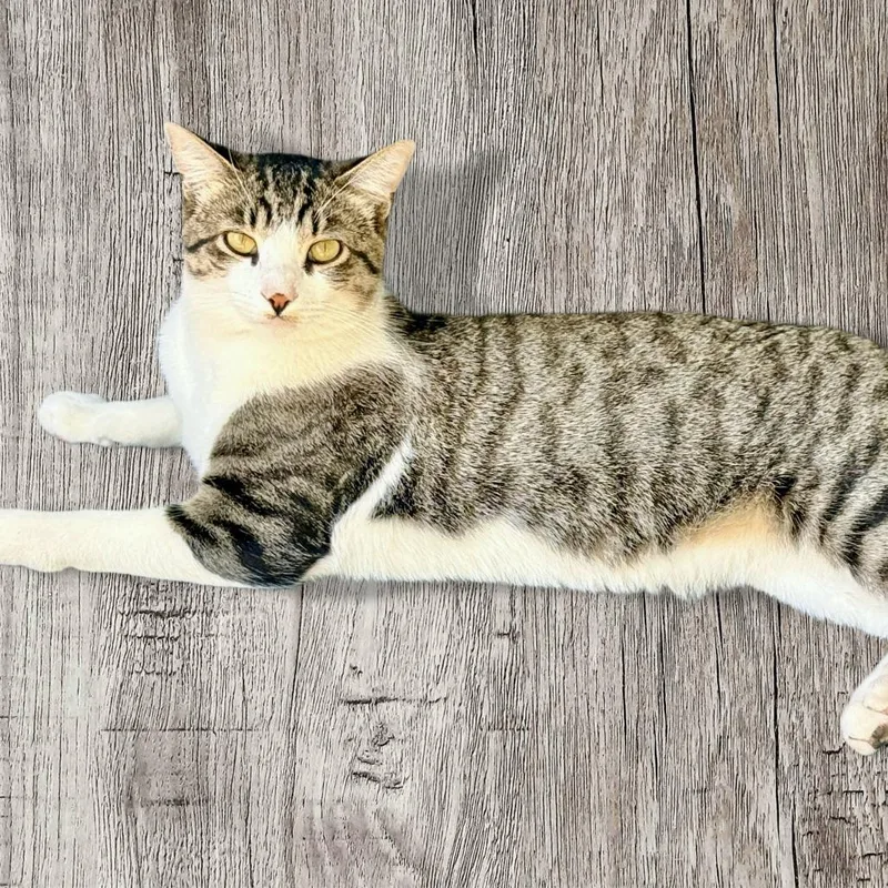 A young small-sized male Brown / Chocolate Domestic Short Hair cat named Charlie for adoption in Los Angeles, CA