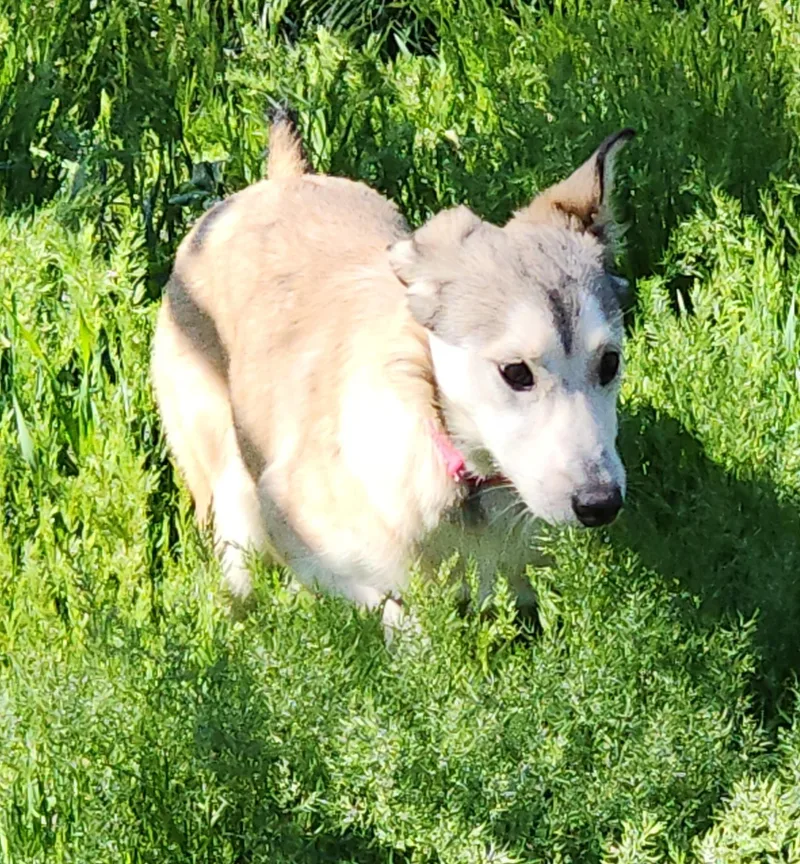 Timber