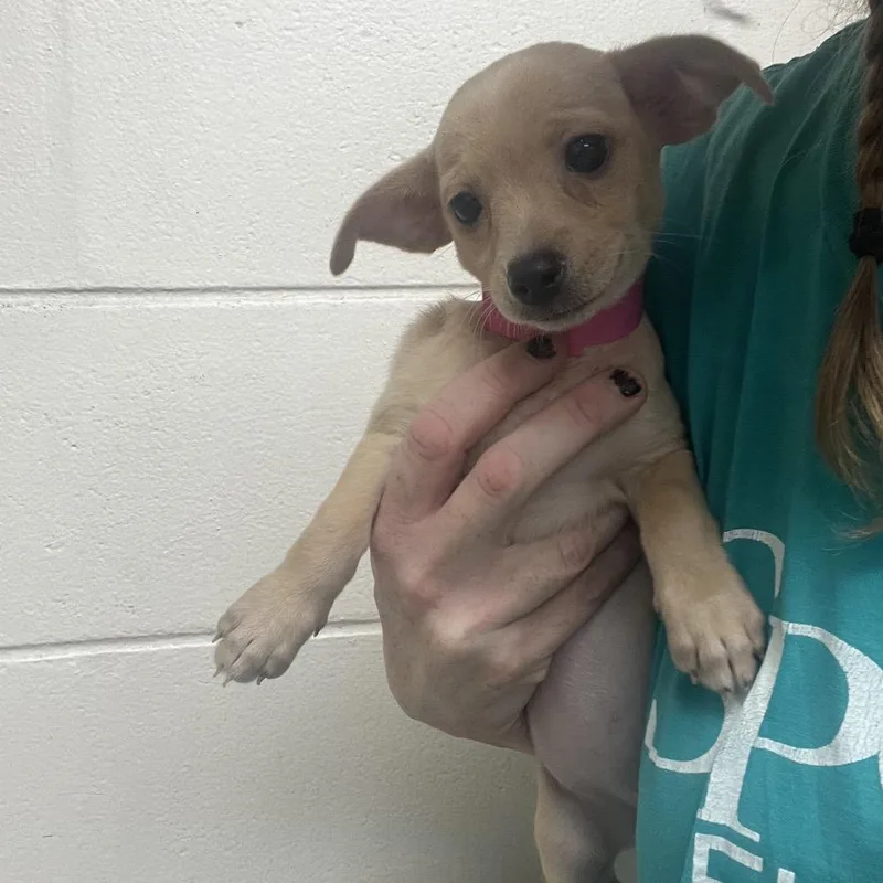 A baby small-sized female Yellow / Tan / Blond / Fawn Chihuahua dog named Marimba for adoption in Lakeland, FL