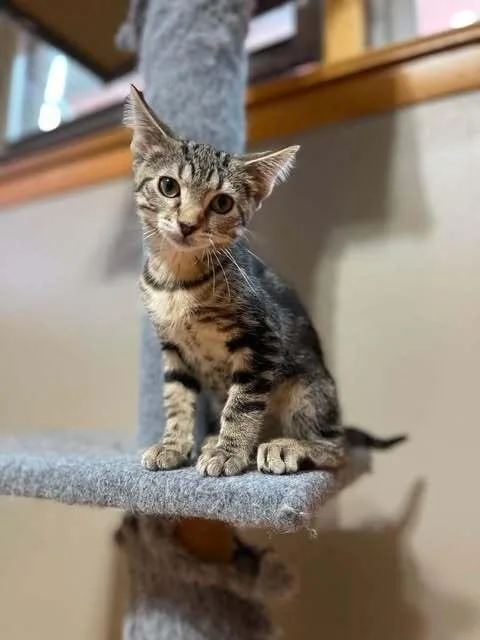 A baby small-sized female Domestic Medium Hair cat named Amy for adoption in Chicago, IL