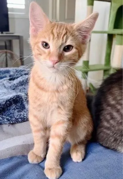 A young small-sized male Domestic Short Hair cat named Augustus for adoption in Encinitas, CA