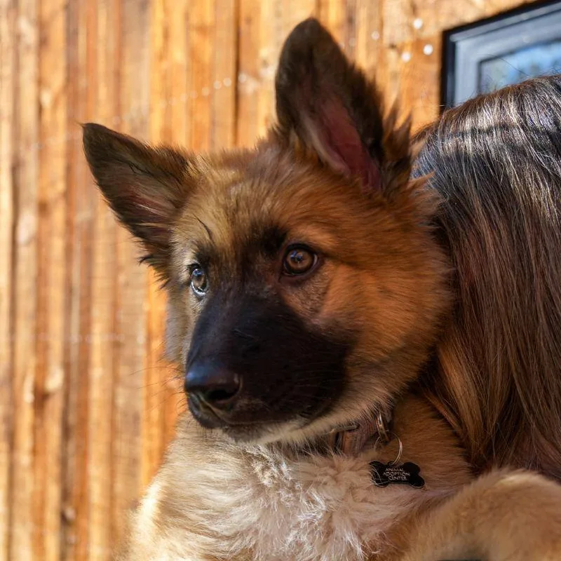 A baby medium-sized female Shepherd dog named Hershey for adoption in Jackson, WY