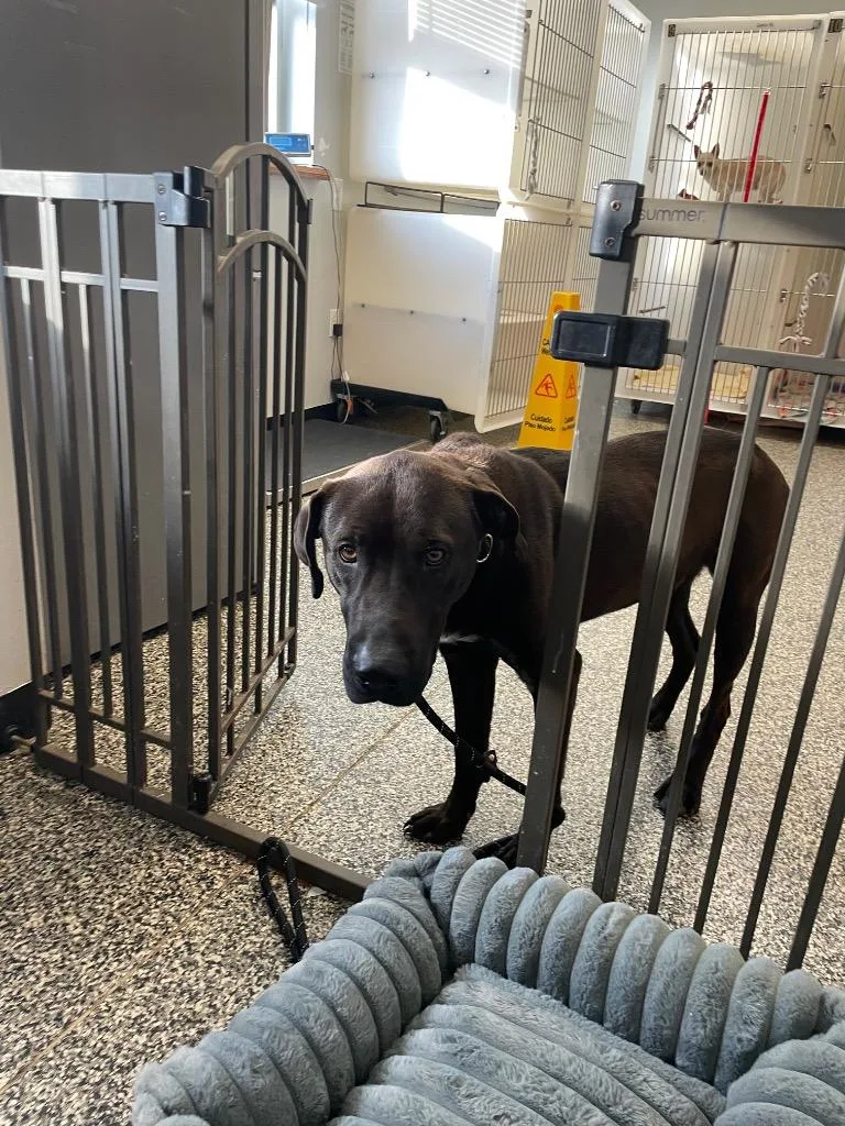 A young large-sized male Mixed Breed dog named Oashie for adoption in Columbia, TN