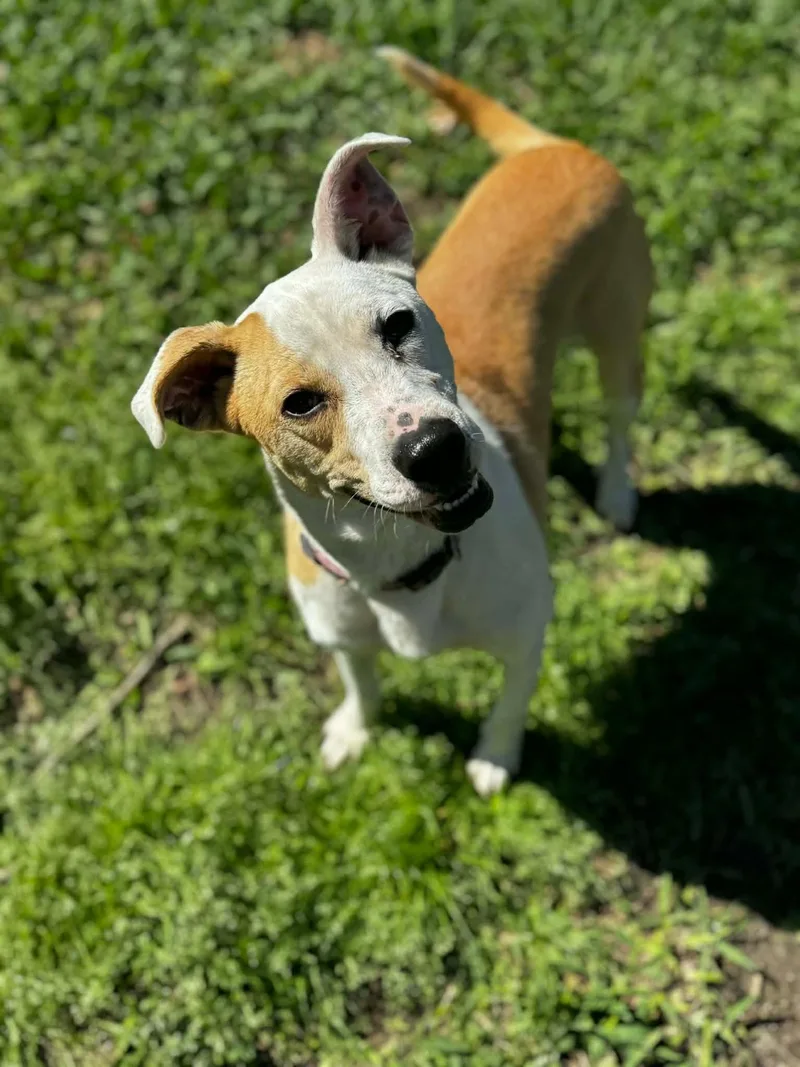 A young medium-sized female Apricot / Beige Labrador Retriever dog named Cassie for adoption in Unionville, CT
