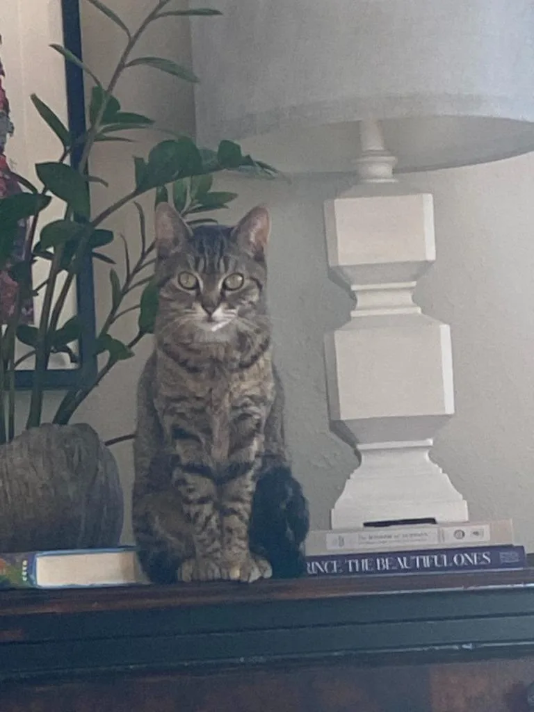 An adult medium-sized female Domestic Short Hair cat named Seven for adoption in Minneapolis, MN