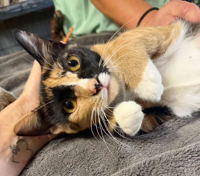 Ember thumbnail 4