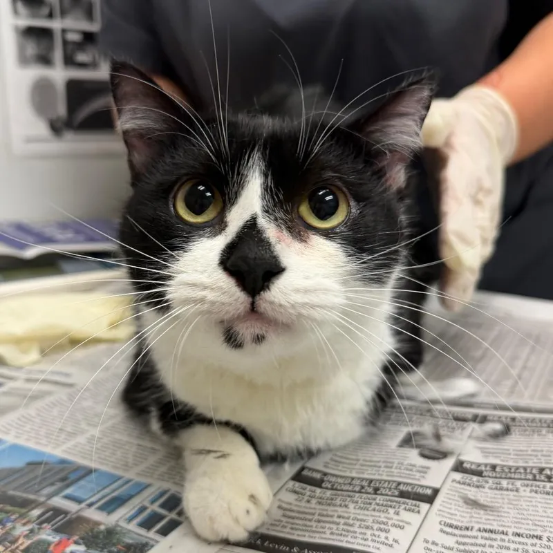 An adult medium-sized female Domestic Short Hair cat named Lizzy for adoption in Jacksonville, FL