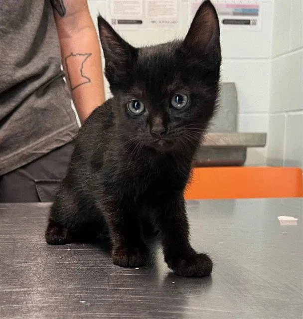 A baby small-sized female Black Domestic Short Hair cat named Dixie Highway for adoption in Tavares, FL