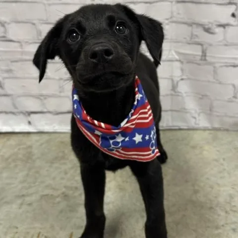 A baby medium-sized female Black Labrador Retriever dog named Raven for adoption in Williston, VT