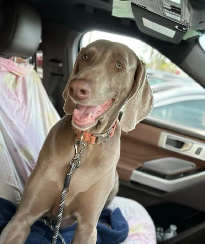 An adult large-sized female Brown / Chocolate Weimaraner dog named Mila for adoption in miami, FL