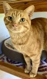 A young medium-sized male Tabby cat named Rory McKenna for adoption in Bow, WA