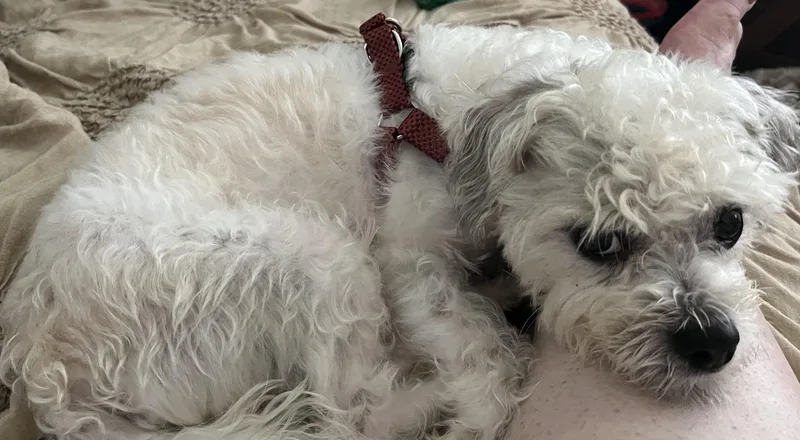 A young small-sized male White / Cream Shih Tzu dog named Bandit for adoption in Cranford, NJ