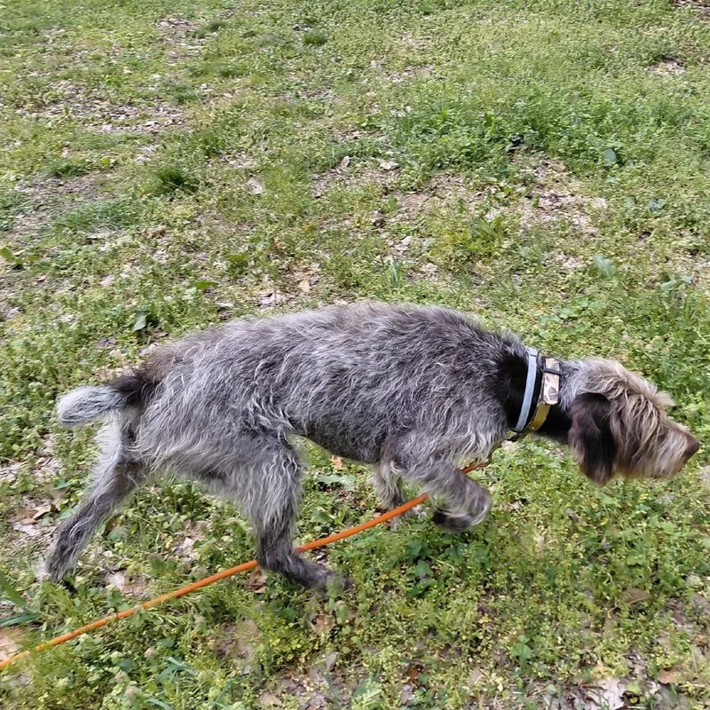 An adult small-sized female Brown / Chocolate German Wirehaired Pointer dog named Moxie for adoption in Santa Rosa, CA