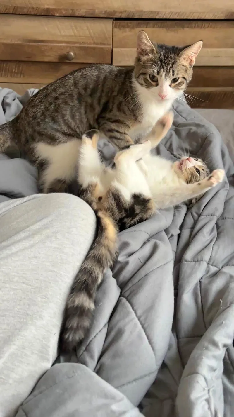 Cupid Shuffle And Cha thumbnail 2