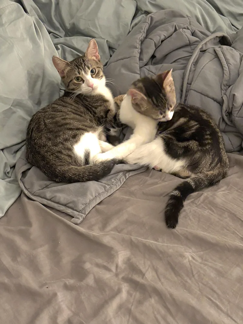 Cupid Shuffle And Cha thumbnail 3